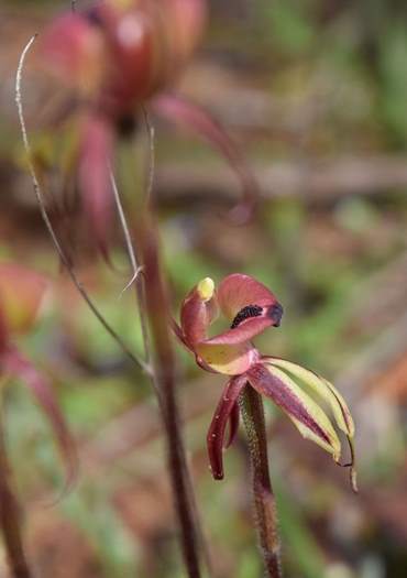 Chiloglottis formicifera Ant  Orchid 006.JPG